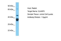 CLASP2 Antibody, Novus Biologicals 100 &mu;L | Buy Online | Novus Biologicals | Fisher Scientific